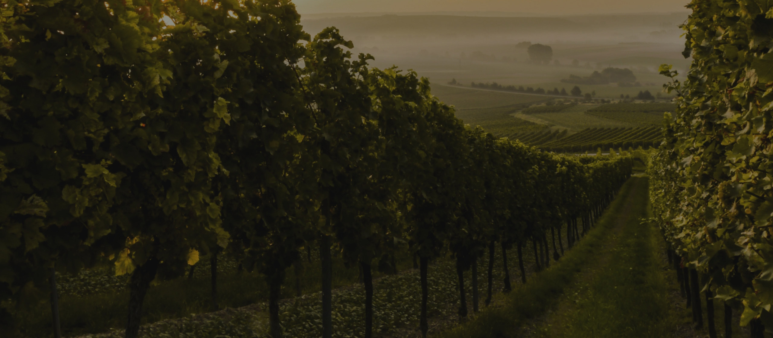 Handcrafted red and white wines by AJA Vineyards